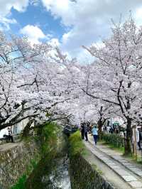 Chill Walk and a Whole Lotta Petals
