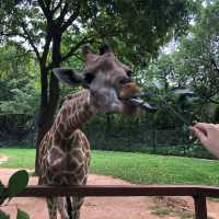 值得一去🇨🇳深圳野生動物園