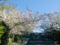 APRIL PANORAMA: MATSUMOTO’S MOUNTAIN BLOOM
