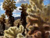 Cholla Cactus Garden – Joshua Tree NP, CA