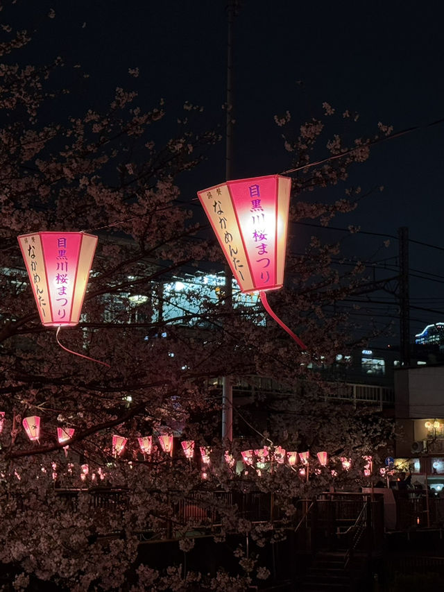 도쿄 메구로가와 밤 벚꽃길 후기🌸🌙
