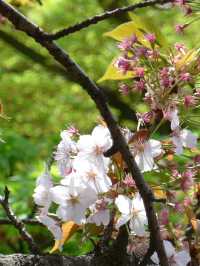 Shinjuku – Urban Sakura Oasis in Tokyo’s Heart