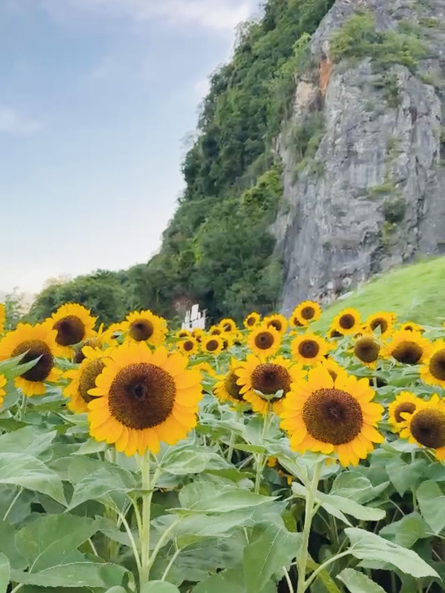 ไปถ่ายรูปเล่นกันมั้ย? ทุ่งทานตะวันเขาเจียกกำลังบาน