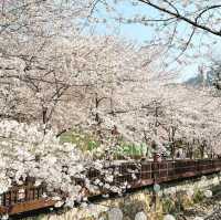 Jinhae Yeojwacheon Stream (Changwon)