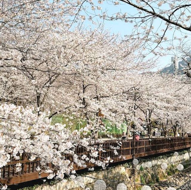 Jinhae Yeojwacheon Stream (Changwon)