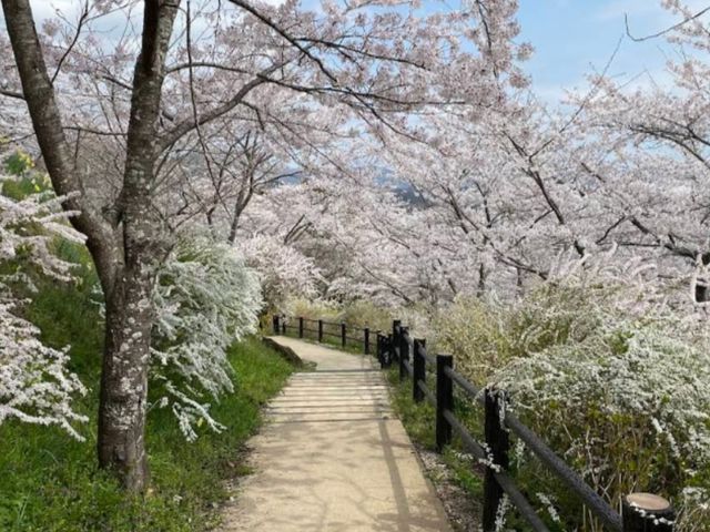 船岡城址公園，仙台近郊居高臨下的賞櫻名所