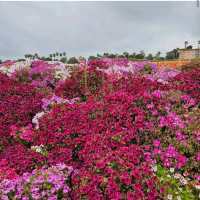 Carlsbad Flower Fields – Carlsbad, CA