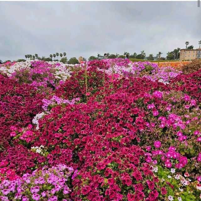 Carlsbad Flower Fields – Carlsbad, CA