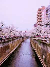 Tokyo river sakura