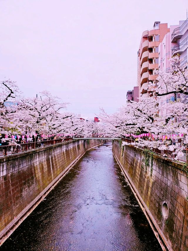 Tokyo river sakura