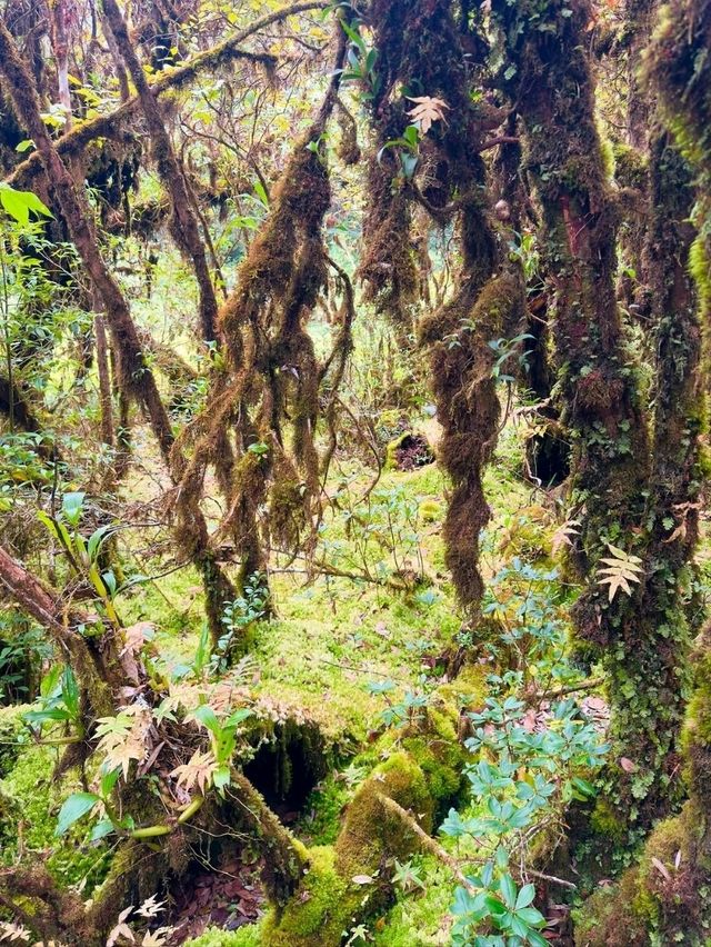 Your Springtime Escape into Chiang Mai’s Cloud Forest