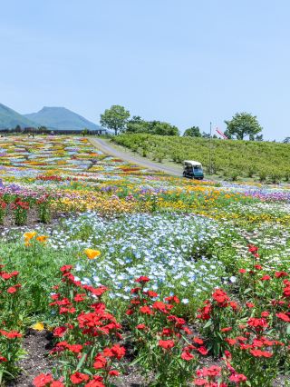 Kuju Flower Park in Aso Kuju National Park, Oita Prefecture