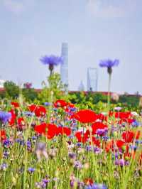 🌸 Jinxiu Cultural Park | A Hidden Gem for Flower Lovers 🌸