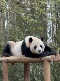 🇰🇷韓國必去愛寶樂園🐼把握近期旅展買一送一