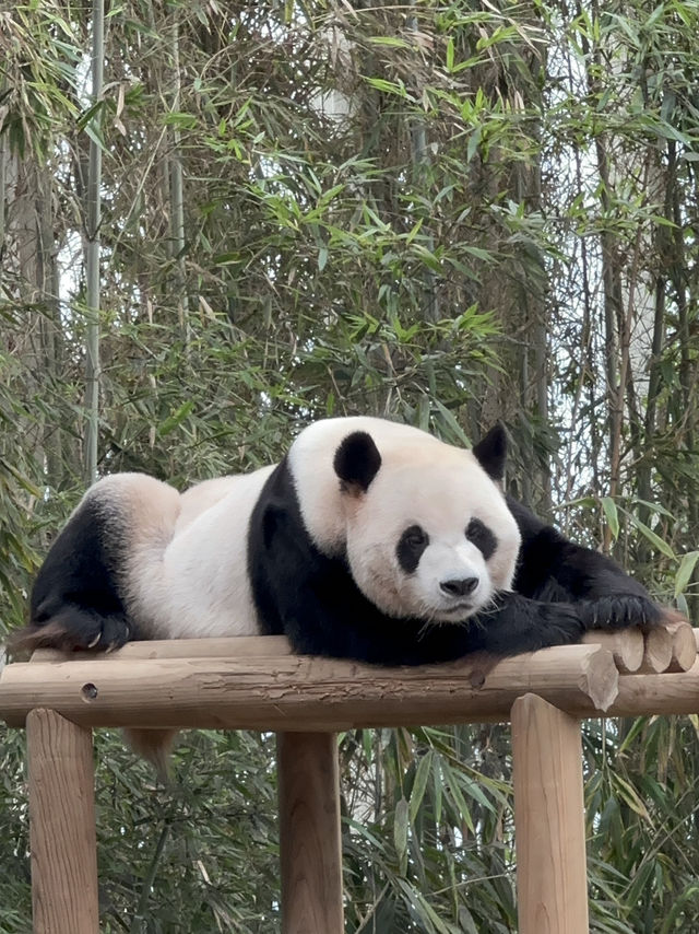 🇰🇷韓國必去愛寶樂園🐼把握近期旅展買一送一