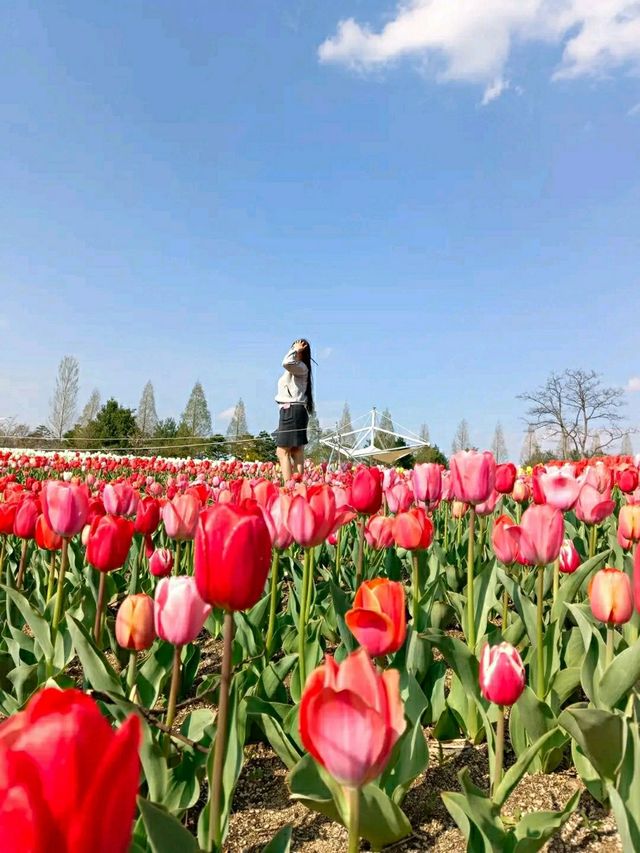 Cheongju in Bloom: A Tranquil Cherry Blossom Retreat 