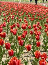 🌸Shenyang in Spring：From Blossoms to Banchan