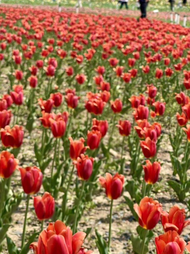 🌸Shenyang in Spring：From Blossoms to Banchan