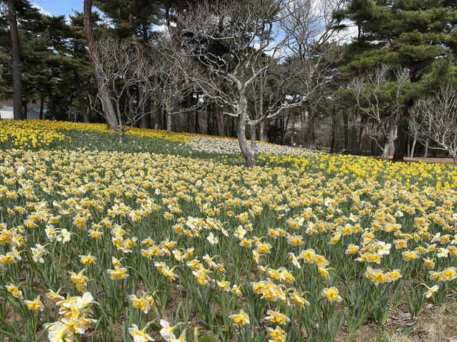 🌸【春日花季攻略】國營常陸海濱公園｜錯過粉蝶花也不怕，鬱金香、櫻花、童話風車一次收服你的鏡頭！