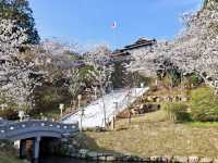 MIFUNEYAMA RAKUEN | A CHERRY BLOSSOM PARADISE IN SAGA
