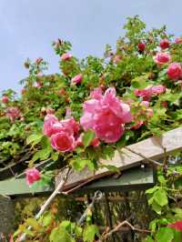 A Slow Stroll Through Sakai – Roses, Sea Breeze & Local Charm