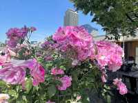 Nakanoshima Park – A Serene Oasis in the Heart of Osaka