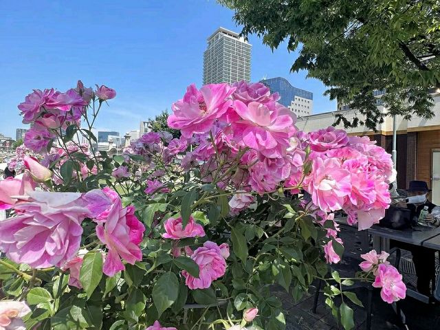 Nakanoshima Park – A Serene Oasis in the Heart of Osaka