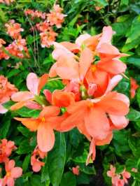 Penang Botanic Gardens – A Green Retreat with Colonial Roots