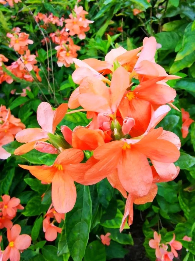 Penang Botanic Gardens – A Green Retreat with Colonial Roots