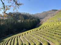 Boseong Tea Plantation – Worth the Journey for These Green Views