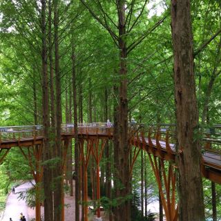 Healing at the Forest Retreat and a 2-Day Trip to Beopjusa Temple in Songnisan