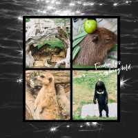 ~歡樂端午節~ 清遠寶龍野生動物園