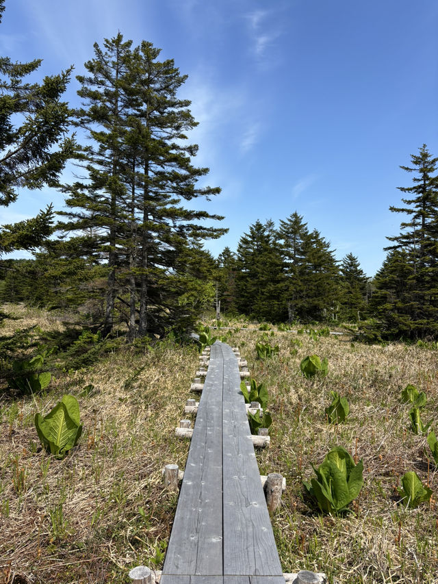 【利尻島】利尻島最大の高層湿原で季節の花と絶景を満喫！南浜湿原