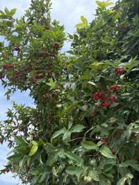 嘉義 北香湖公園 植物生態超豐富 還有兒童遊戲場可以放電！