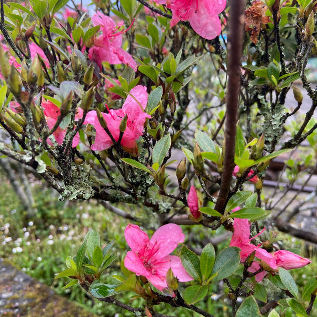 端午連假 🌿 就來阿里山賞杜鵑花、走進森林洗肺吧！