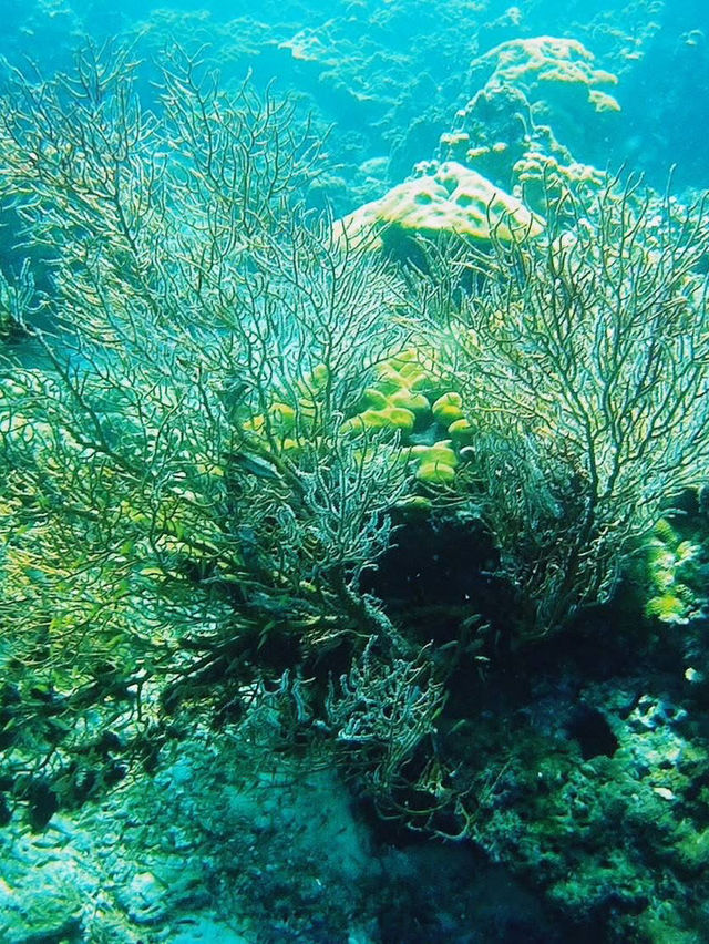 入場無料でこの絶景！？シミラン、コスパ最強の楽園🌊🌞💸