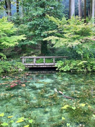 🎨🌿【岐阜縣莫奈池塘】去看「浮在水面上的畫作」。