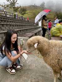 台灣小瑞士「清境農場」 🐑 綿羊互動體驗萌翻全場💕