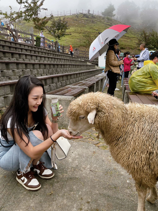 台灣小瑞士「清境農場」 🐑 綿羊互動體驗萌翻全場💕