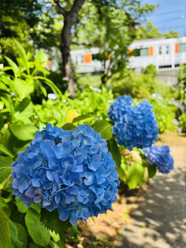 東京🗼で紫陽花を見るなら〝多摩川台公園〟がおすすめ✌️ˊ˗