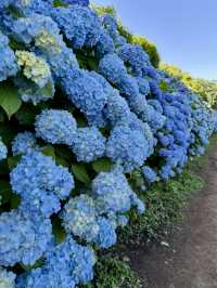濟州6月繡球花海
