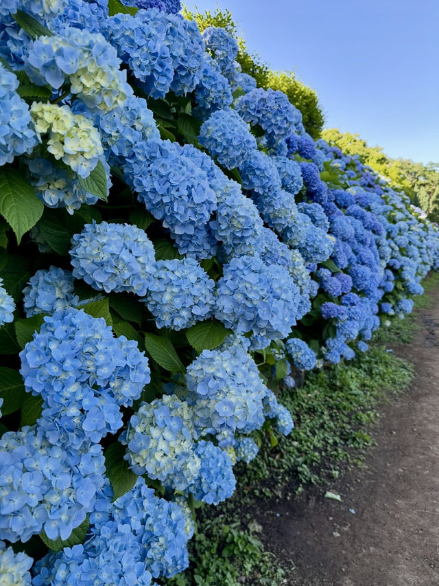 濟州6月繡球花海