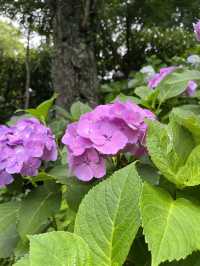🏯【神奈川・長谷寺】四季を感じる花の名刹で、鎌倉時間をゆったりと