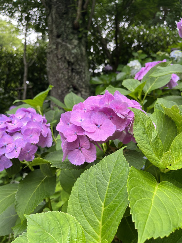 🏯【神奈川・長谷寺】四季を感じる花の名刹で、鎌倉時間をゆったりと