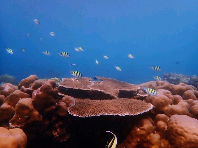 หลง(เสน่ห์)ทะเลที่หมู่เกาะสุรินทร์