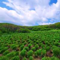 Korea's First Ramsar Wetland
