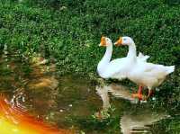 เที่ยว Kanchanaburi กัน