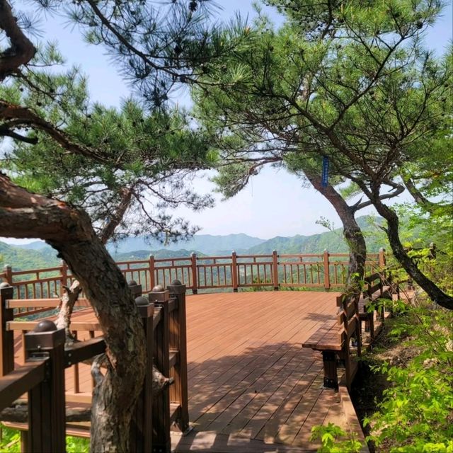 Forest Trails