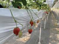🍓 Sweetest Family Memories at Fruits Garden Yamagata