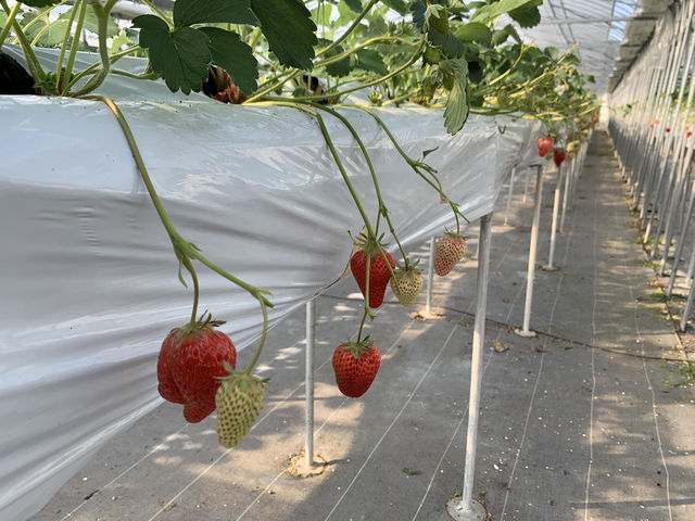 🍓 Sweetest Family Memories at Fruits Garden Yamagata